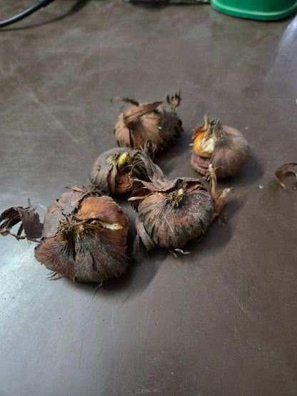 Bi-Color Mutation Hyacinth Bulbs Seeds