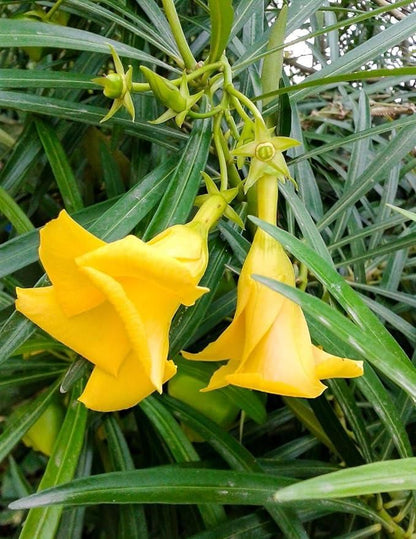 Kaner/Nerium Oleander Yellow Flower Plant