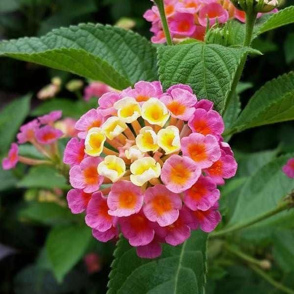 Lantana Camara Live Plant