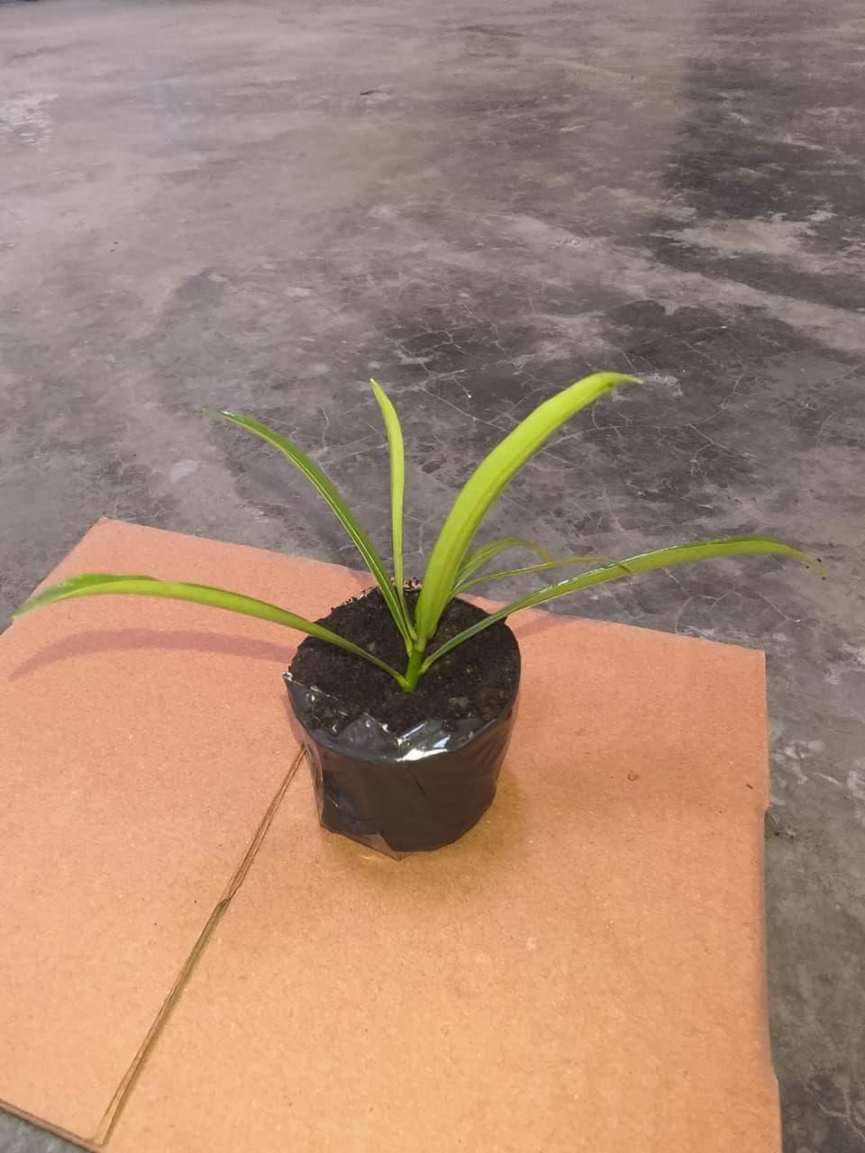 Kaner/Nerium Oleander Yellow Flower Plant