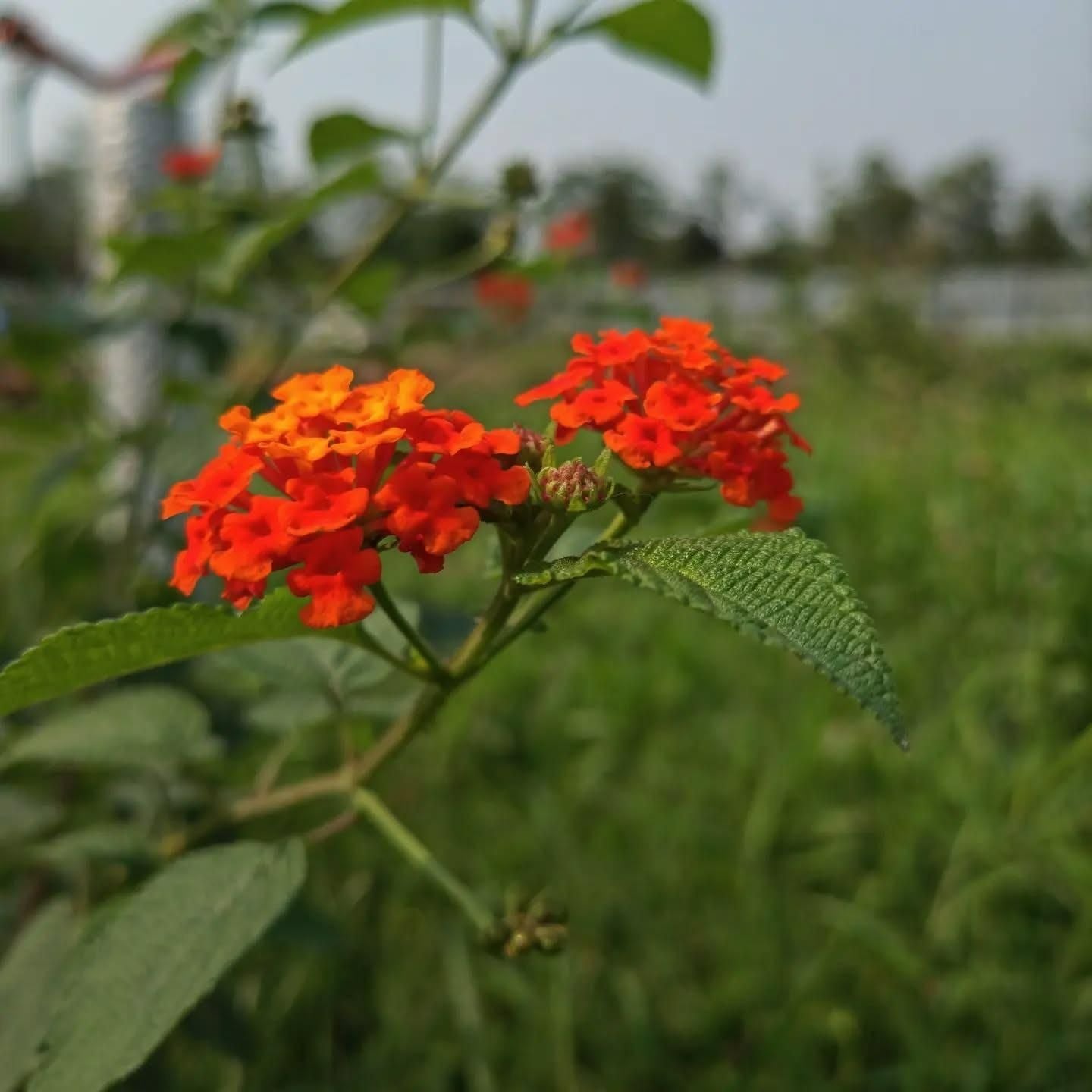 Lantana Camara Live Plant