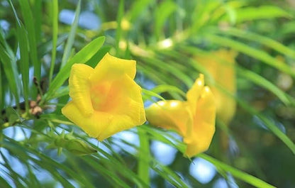 Kaner/Nerium Oleander Yellow Flower Plant