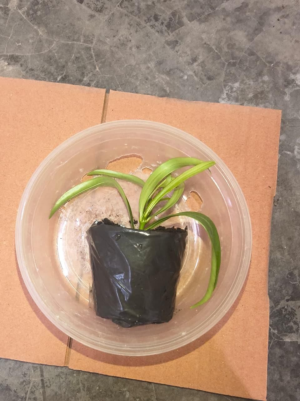 Kaner/Nerium Oleander Yellow Flower Plant