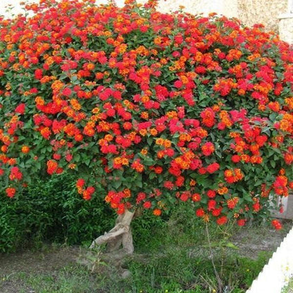 Lantana Camara Live Plant