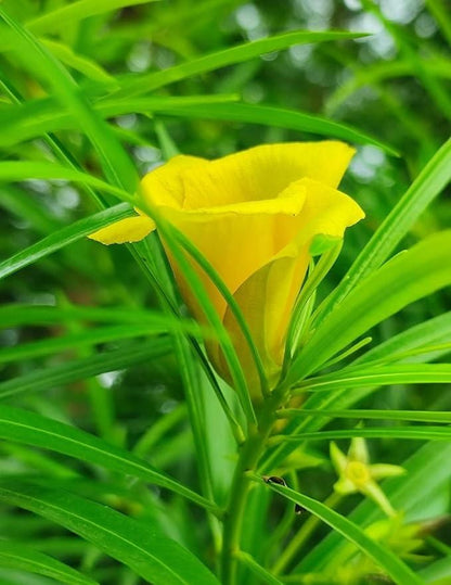 Kaner/Nerium Oleander Yellow Flower Plant