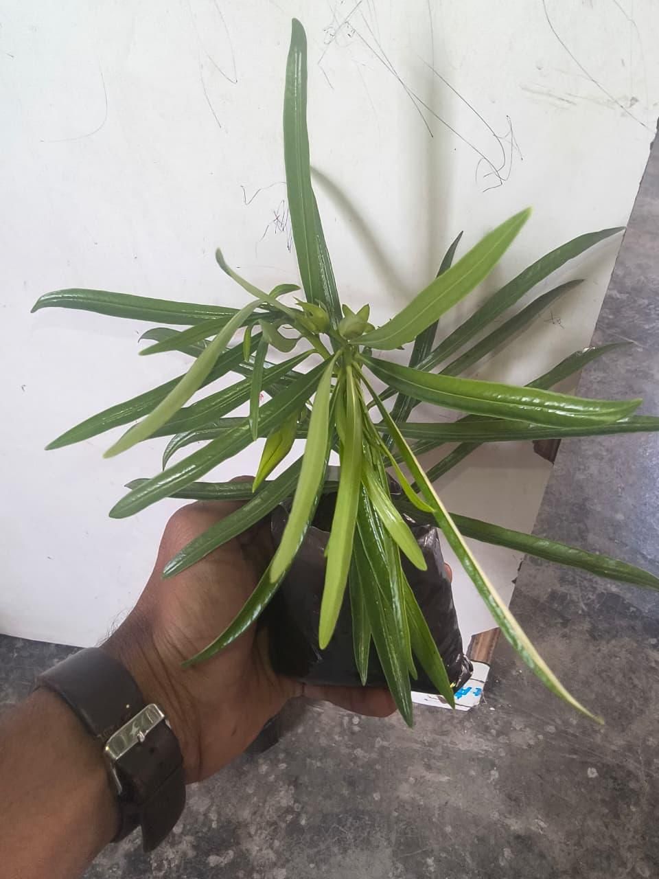 Kaner/Nerium Oleander Yellow Flower Plant